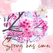 偕楽園の桜が咲いています♪