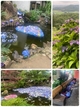 池に浮かんだ紫陽花